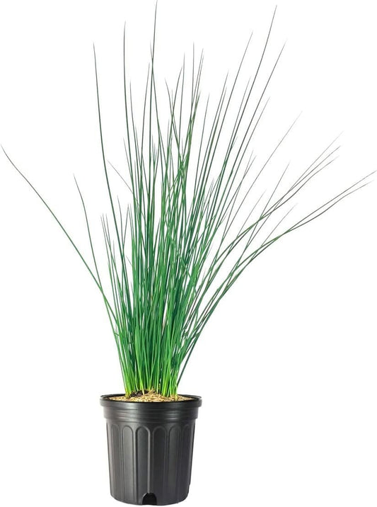 Blue Arrows Rush Grass | Live Gallon Size Plants | Juncus Inflexus | Drought Tolerant Low Maintenance Ornamental