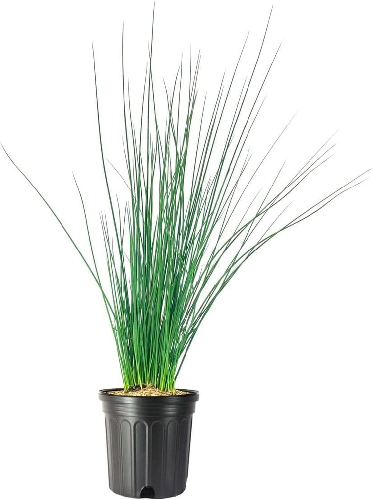 Blue Arrows Rush Grass | Live Gallon Size Plants | Juncus Inflexus | Drought Tolerant Low Maintenance Ornamental