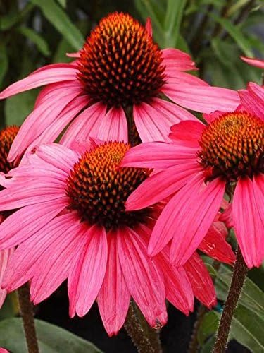 Premium Echinacea 'Crazy Pink' | Live Plants | Potted Perennial Flowering Plant, Perfect for Garden Borders & Butterfly Gardens, Easy-to-Grow, Vibrant Pink Blooms