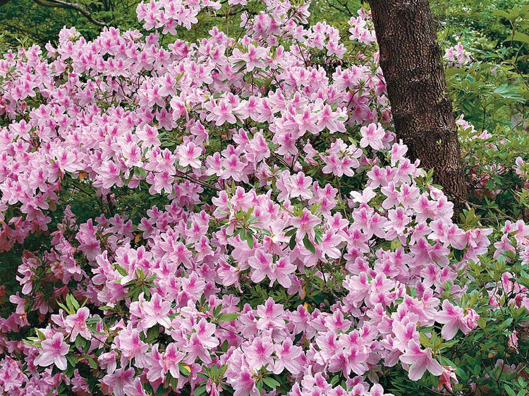 Azalea George Tabor - Live Plants - Light Orchid/White Flowering Rhododendron