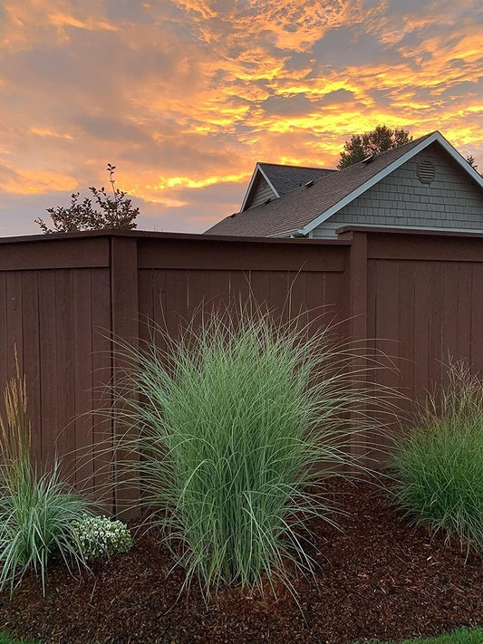 Maiden Grass Morning Light Plants | Live Seedlings | Miscanthus Sinensis | Perfect for Outdoor Landscaping | Hardy & Elegant Lush Ornamental Grass (1 Plant)