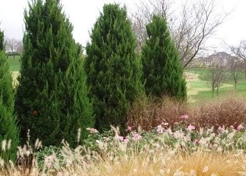 Spartan Juniper - Live Trees - Juniperus Chinensis - Evergreen Screening Planting