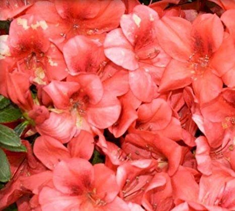 Azalea Fashion - Live Plants - Salmon Colored Flowering Rhododendron