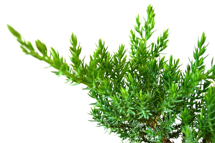 Juniper Procumbens Nana - Live Plants - Drought Tolerant Evergreen Groundcover - Great for Bonsai