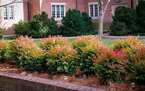 Heavenly Bamboo - Nandina Domestica - Live Gallon Size Plants - Beautiful & Colorful Low Maintenance Foliage