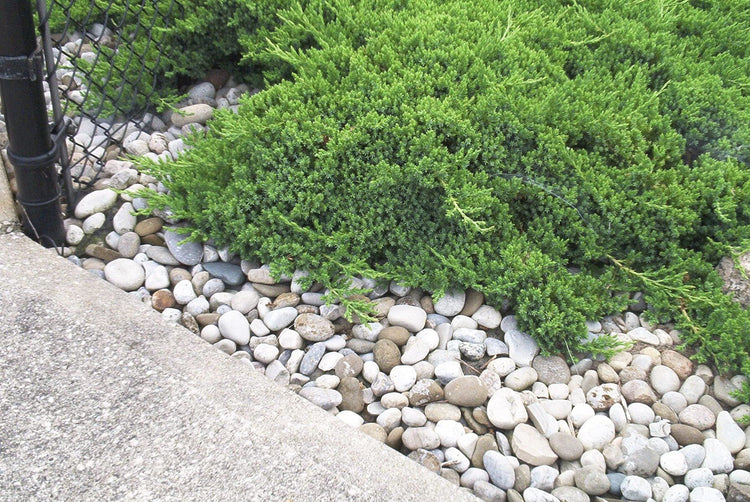 Juniper Sea Spray | Live Inch Pots | Juniperus Chinensis | Drought Tolerant Cold Hardy Evergreen Groundcover Plants