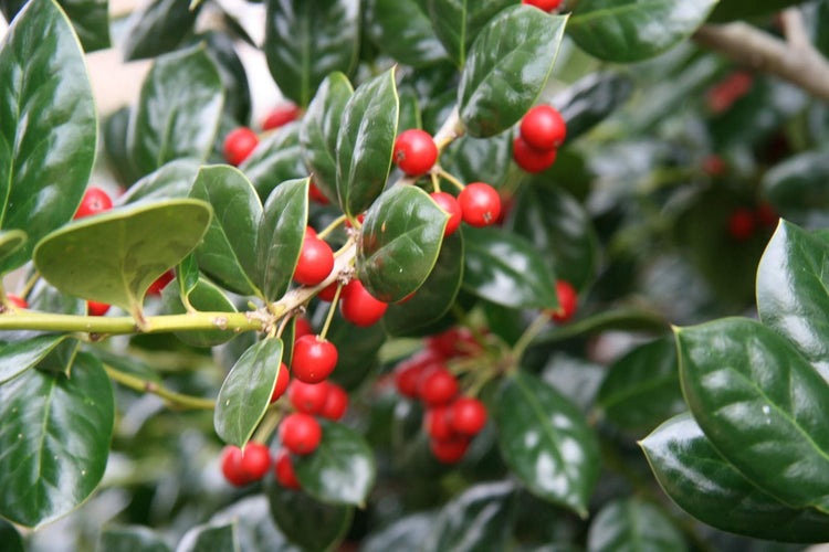 Ilex Nellie R. Stevens Holly - Live Quart Size Tree - Evergreen Privacy Shrub - Red Berries