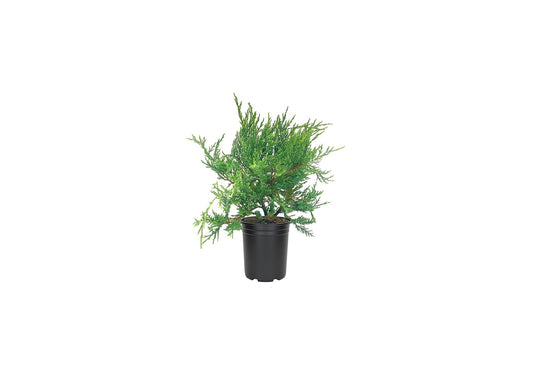 Juniper Sea Spray | Live Inch Pots | Juniperus Chinensis | Drought Tolerant Cold Hardy Evergreen Groundcover Plants