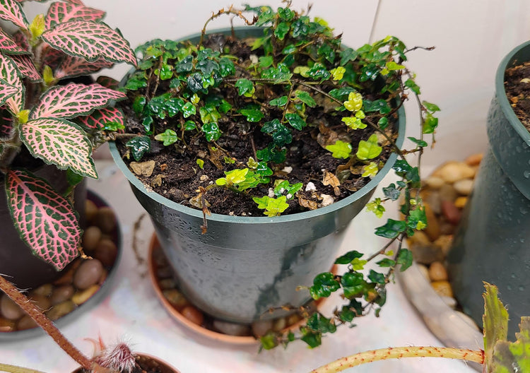 Ficus Pumila Quercifolia | Live Plants | Oak Leaf Creeping Fig, Easy-Care Indoor/Outdoor Trailing Vine Plant, Perfect for Walls and Ground Cover