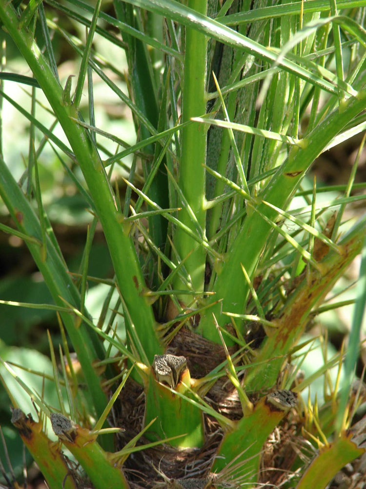 Phoenix Roebelenii - Miniature Pygmy Date Palm - Large Live Tree - Beautiful Patio Plant