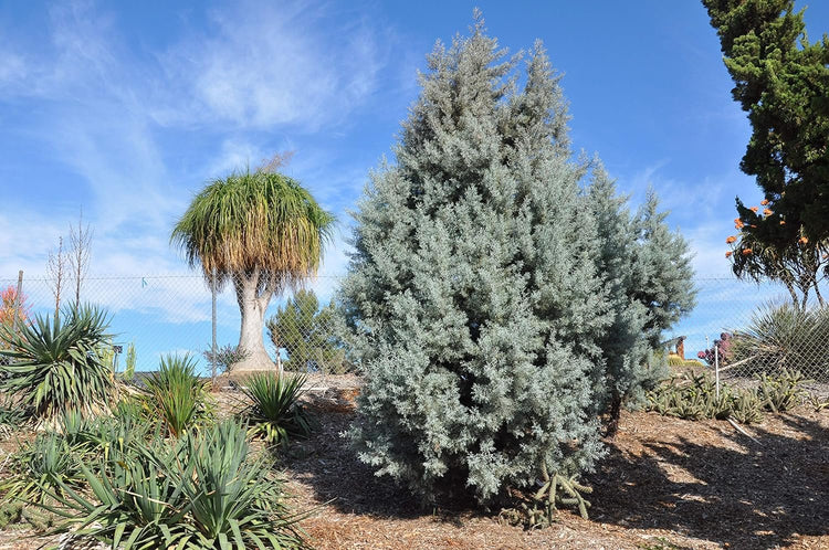 Arizona Blue Ice Cypress | Large Gallon Size Trees | Cupressus Plants | Beautiful Evergreen Low Maintenance Cold Hardy Privacy Screen