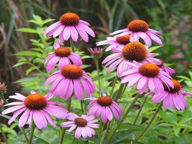 Echinacea 'Kim's Knee High' | Live Plants | Vibrant Pink Blooming Coneflower Perennial Plant | Easy to Grow | Perfect for Pollinator Gardens