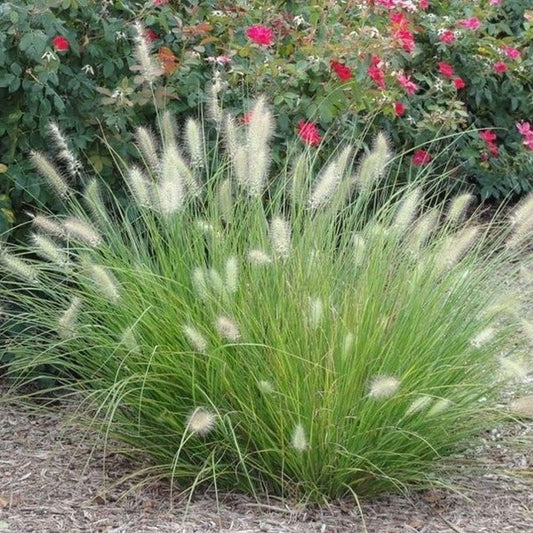 White Fountain Grass | Large Gallon Size Plant | Pennisetum Alopecuroides | Low Maintenance Blooming Ornamental Grass