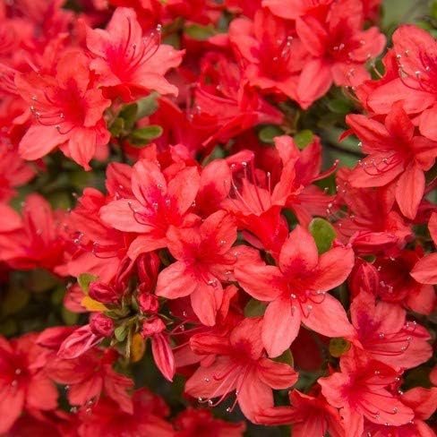 Red Formosa Azalea | Live Plants | Rhododendron Formosa Seedlings | Vibrant Spring Blooms | Ideal for Landscaping & Garden | Hardy & Easy to Grow | Perfect for Outdoor Planting