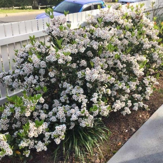 Indian Hawthorn Alba I Live Quart Size Plants I Raphiolepis Indica I Premium White-Flowering Evergreen Shrub, Ideal for Low Hedges, Borders, and Containers