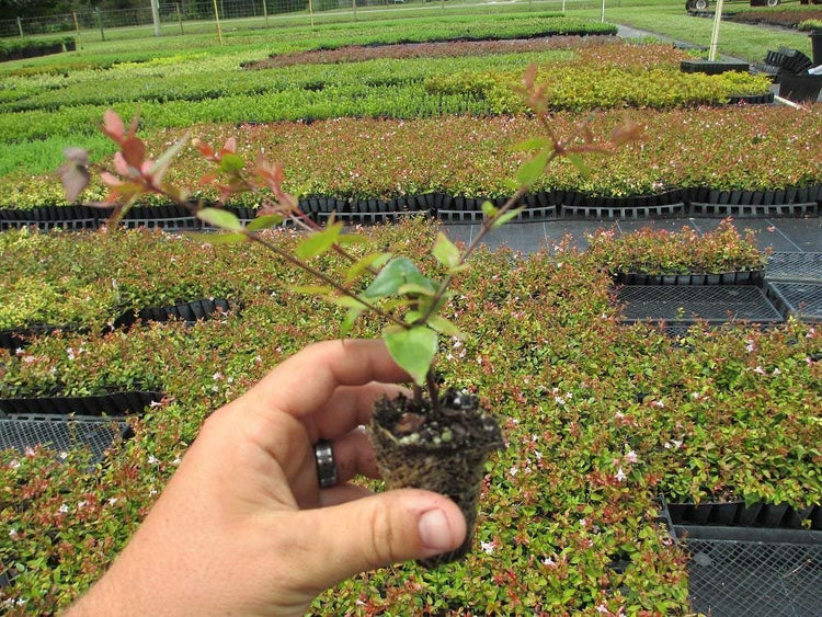 Abelia Grandiflora Edward Goucher - Live Plants - Flowering Deer Resistant Butterfly Attracting Shrub