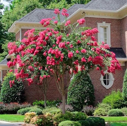 Crape Myrtle Tonto | Extra Large Gallon Plants | Lagerstroemia 'Tonto' | Hardy Fuchsia Blooms | Compact Growth