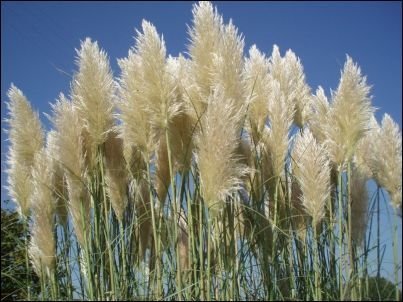 Pampas Grass Qty Live Plants Cortaderia Selloana