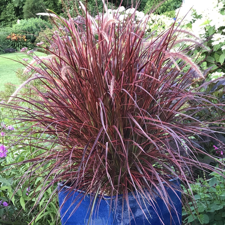 Red Fountain Grass | Extra Large 3 Gallon Plants | Pennisetum Setaceum Rubrum | Vibrant Landscape Feature | Striking Color Contrast | Full Sun Perennial Ornamental Grass (3 Plants)