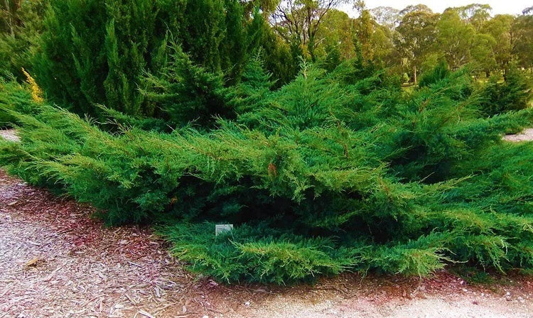 Sea Green Juniper - Live Gallon Size Plants - Juniperus Chinensis - Drought Tolerant Cold Hardy Evergreen Border Screening Shrub