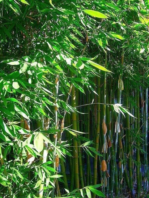 Oldhamii Bamboo | Live Plants | Bambusa Oldhamii | Privacy Screen Bamboo | Fast-Growing Garden Foliage | Tall Decorative Landscape Specimen