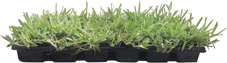 St. Augustine Floratam 3 Inch Sod Plugs - Extra Large Live Plugs - Drought, Salt and Shade Tolerant Turf Grass