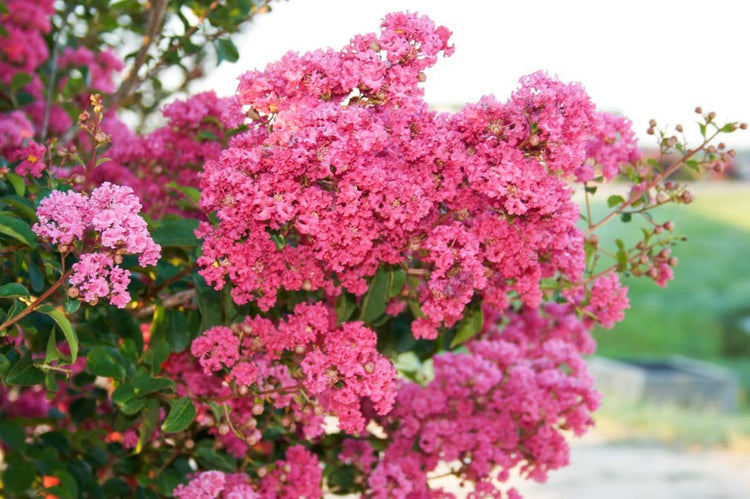 Crape Myrtle Raspberry Sundae | Extra Large Gallon Plants | Dual-Color Red & Pink Blooms, Live Plant, Stunning Bicolor Ornamental Shrub for Eye-Catching Garden Displays