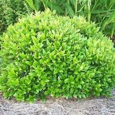 Green Carissa Holly Ilex | Extra Large 3 Gallon Plants | Ilex cornuta 'Carissa' | Hardy Evergreen Shrub | Fast-Growing Garden Accent