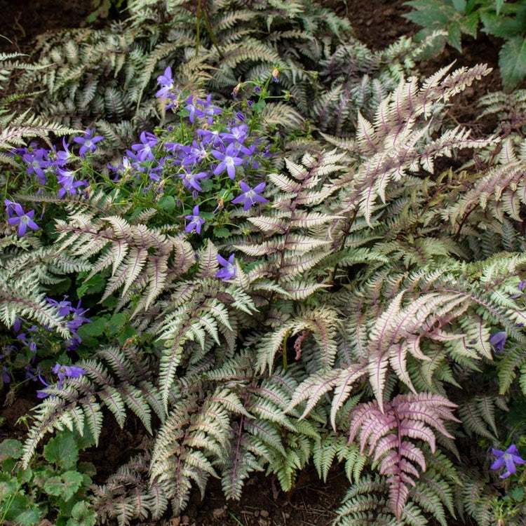 Japanese Painted Fern | Live Plants | Athyrium Niponicum | Shade Garden Essential | Lush Foliage Accent