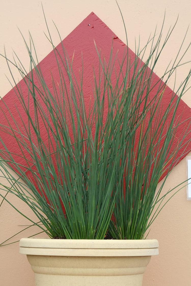 Blue Arrows Rush Grass | Live Gallon Size Plants | Juncus Inflexus | Drought Tolerant Low Maintenance Ornamental