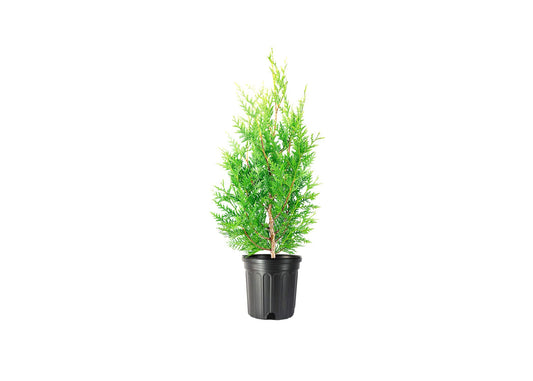 Green Giant Arborvitae | Live Gallon Tree | Thuja Plicata | Evergreen Privacy Screening Plants