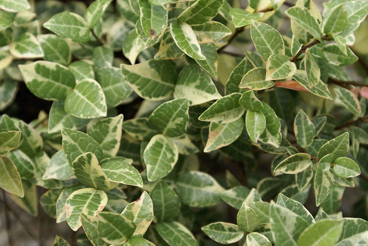 Variegated Asiatic Jasmine Minima - Live Plants - Trachelospermum Asiaticum 'variegatum' - Evergreen Groundcover