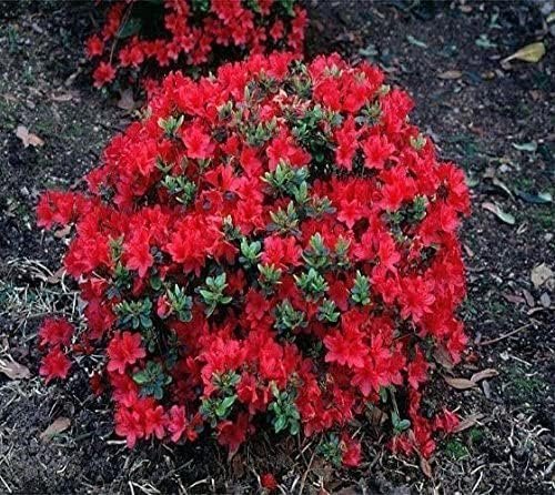 Azalea Vivid | Live Plants | Red Flowering Rhododendron Blooming Shrubs