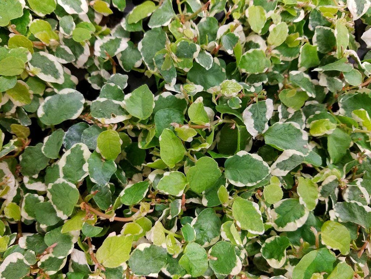 Variegated Creeping Fig Vine - Ficus Pumila Variegata - Live Fully Rooted Inch Plants - Climbing Ivy