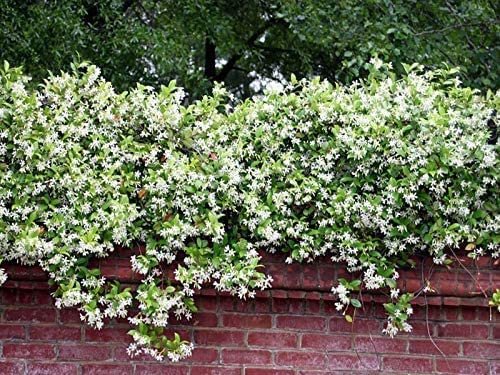 Confederate Jasmine Variegated - Live Plants - Trachelospermum Jasminoides Variegatum - Fragrant Blooming Evergreen Vine