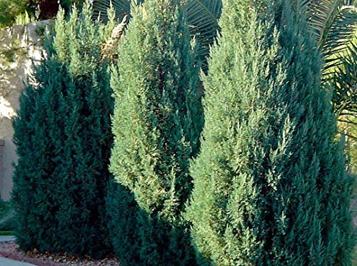 Blue Point Juniper - Live Trees - Juniperus Chinensis - Evergreen Screening Plant