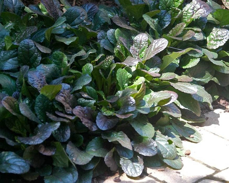 Ajuga Reptans Bronze Beauty | Live Plants | Carpet Bugle | Cold Hardy Shade Tolerant Low Maintenance Groundcover