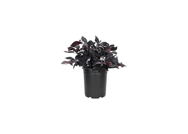 Loropetalum Carolina Midnight | Live Quart Size Plants | Chinensis Rubrum | Colorful Blooming Hedge Shrub Tree