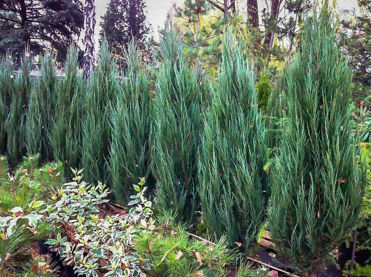 Blue Arrow Juniper | Live Inch Pots | Juniperus Scopulorum | Drought-Tolerant Evergreen | Ideal for Landscaping & Ornamental Use | Low-Maintenance Outdoor Plant