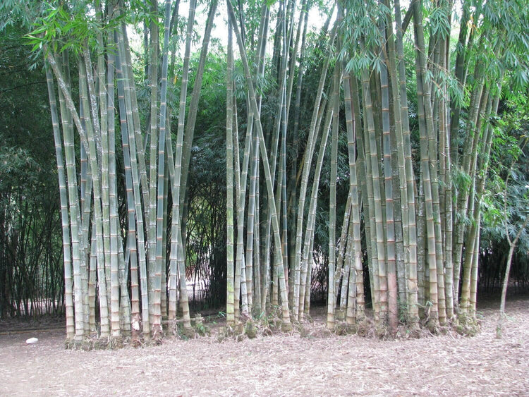 Dendrocalamus Asper Bamboo | Live Plants | Fast-Growing Giant Bamboo | Ideal for Indoor/Outdoor Green Spaces, Landscaping & Eco-Friendly Decor | Also Known As Dragon or Rough Bamboo