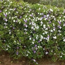 Yesterday Today Tomorrow | Extra Large 3 Gallon Plants | Brunfelsia pauciflora | Fragrant Blooms | Full Sun to Partial Shade