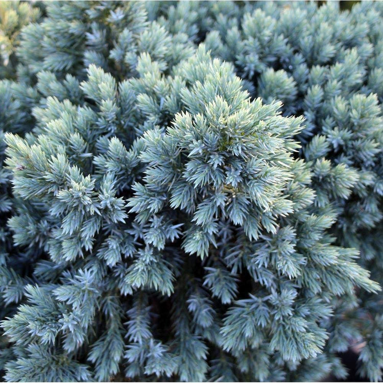 Blue Star Juniper - Live Plants - Juniperus Squamata - Low Maintenance Evergreen Groundcover