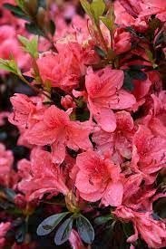 Azalea Fashion | Extra Large Gallon Plants | Vibrant, Healthy, & Blooming, Perfect for Indoor/Outdoor Decor, Easy-Care Flowering Shrub, Ideal Gift for Garden Enthusiasts