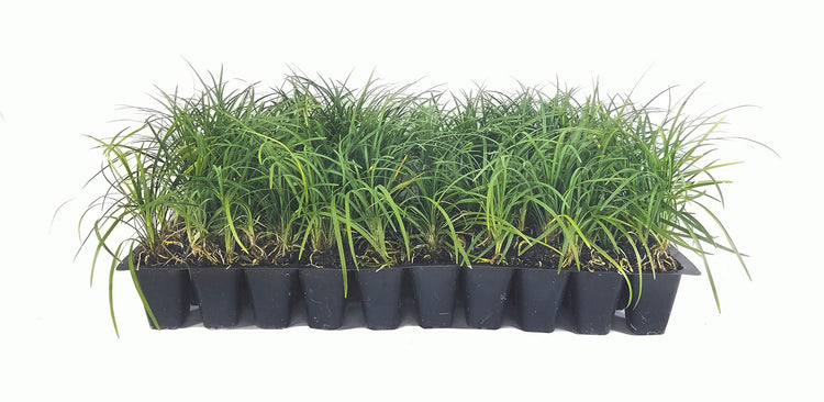 Mondo Grass - Live Plants - Ophiopogon Japonicus - Live Evergreen Groundcover Plants - Shade Loving