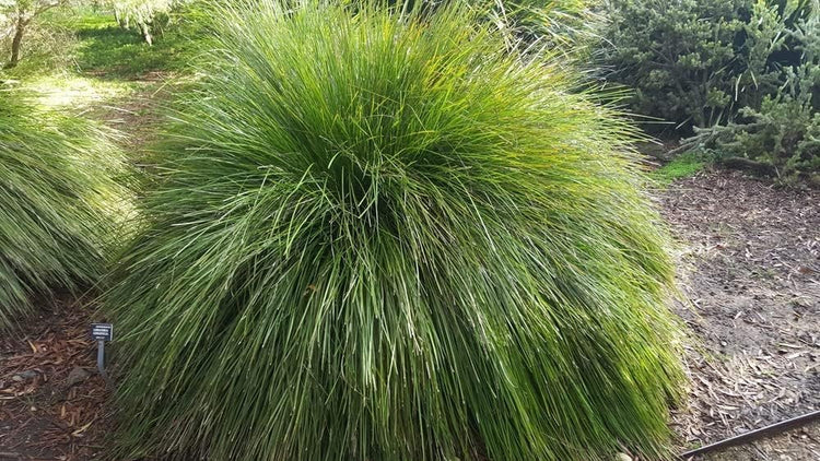 Lomandra Longifolia | Live Plants | Drought-Tolerant Ornamental Grass | Easy-Care Landscape Addition | Garden and Patio Decor