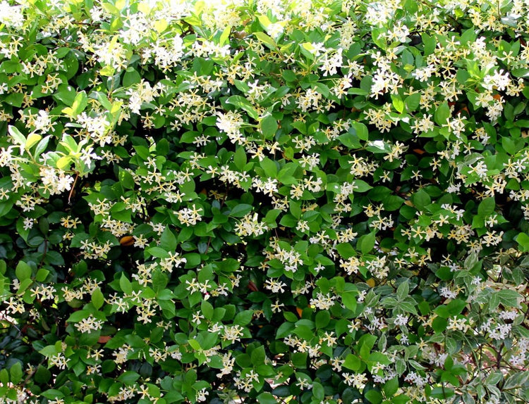 Star Confederate Jasmine | Extra Large 3 Gallon Plants | Trachelospermum jasminoides 'Star' | Lush Flowering Vine | Perfect for Trellises and Arbors