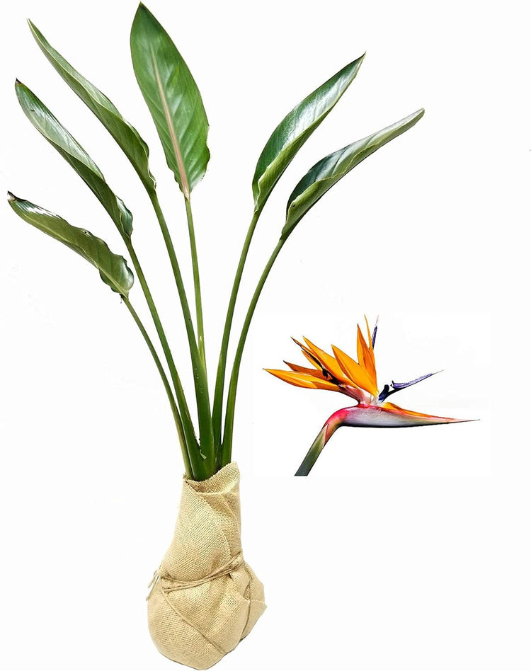 Orange Bird of Paradise - Strelitzia Reginae - Large Live Plants - Tropical Perennial Blooming Specimen