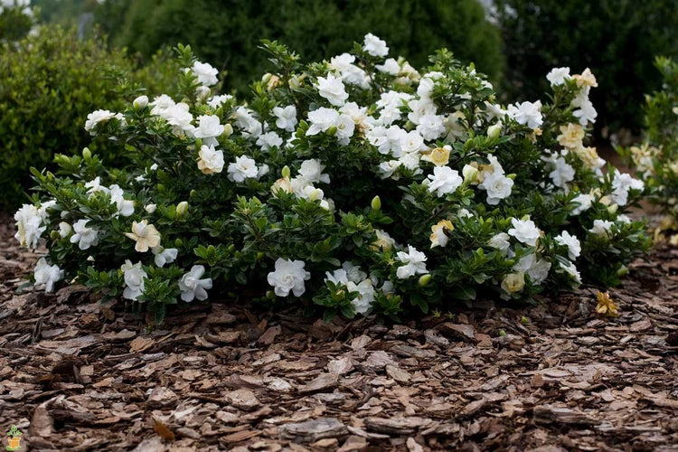 Frostproof Gardenia - Live Plants - Fragrant Blooming Shrub - Gardenia Jasminoides