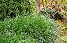 Mondo Grass | Live 4 Inch Pots | Ophiopogon Japonicus | Durable Ground Cover | Shade Tolerant Landscaping Plants