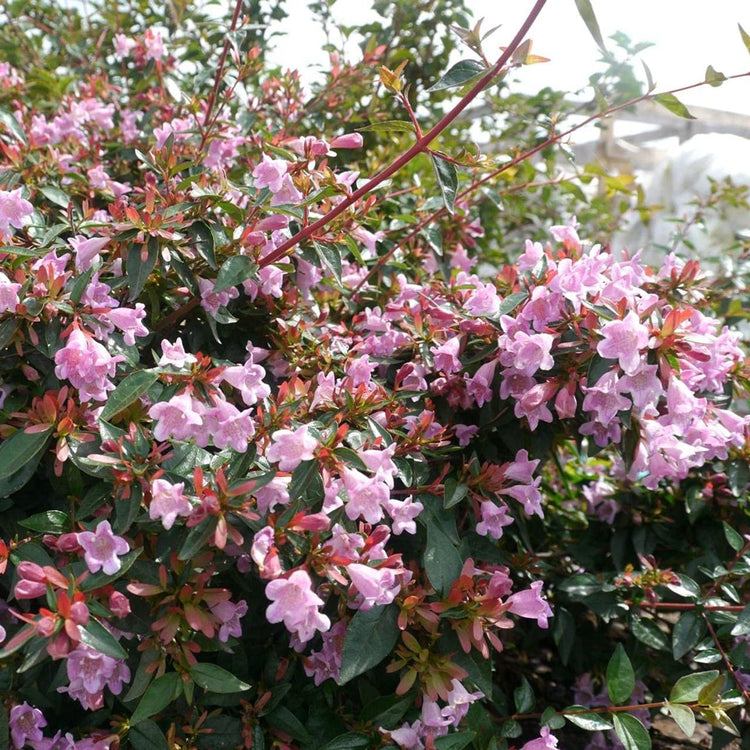 Abelia Grandiflora Edward Goucher | Large Gallon Size Plants | Flowering Butterfly Attracting Shrub